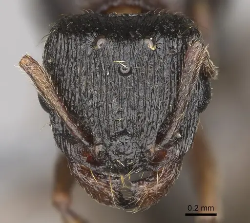 Tetramorium immigrans specimen CASENT0923237 image casent0923237_2