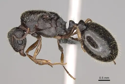 Tetramorium immigrans specimen CASENT0923237 image casent0923237_3