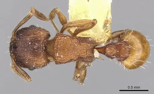 Tetramorium impressum specimen CASENT0280871 image casent0280871_1