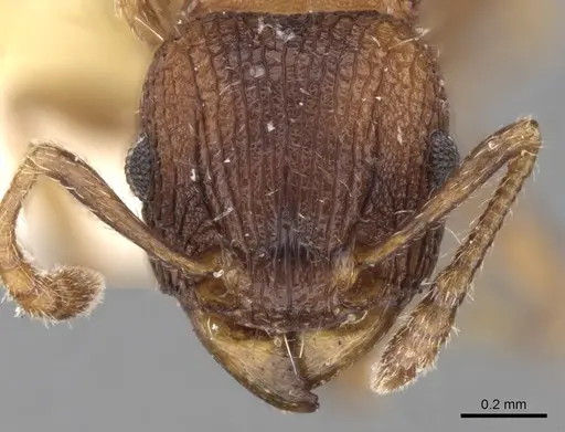 Tetramorium impressum specimen CASENT0280871 image casent0280871_2
