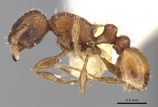 Tetramorium impressum specimen CASENT0280871 image casent0280871_3