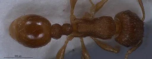 Tetramorium impurum specimen ANTWEB1008488 image antweb1008488_1