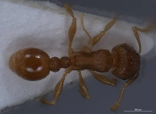 Tetramorium impurum specimen ANTWEB1008488 image antweb1008488_2