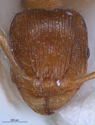 Tetramorium impurum specimen ANTWEB1008488 image antweb1008488_3