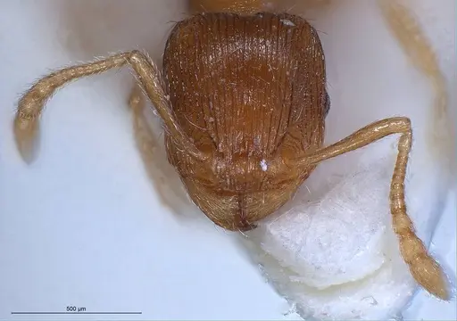 Tetramorium impurum specimen ANTWEB1008488 image antweb1008488_4