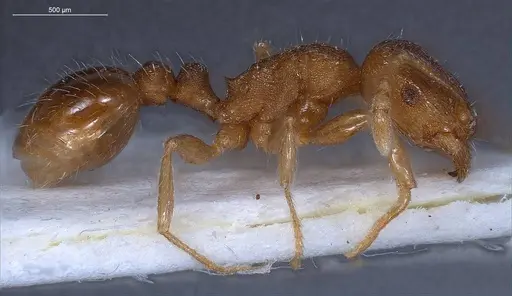 Tetramorium impurum specimen ANTWEB1008488 image antweb1008488_5