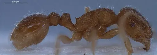Tetramorium impurum specimen ANTWEB1008488 image antweb1008488_6