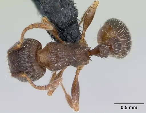 Tetramorium impurum specimen CASENT0173645 image casent0173645_1