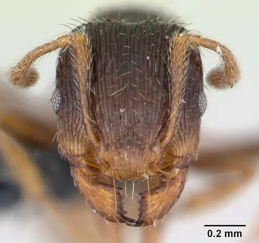 Tetramorium impurum specimen CASENT0173645 image casent0173645_2