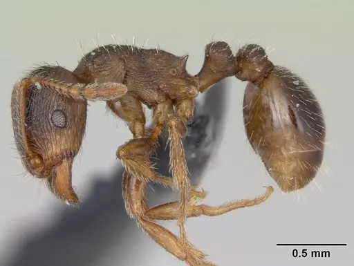 Tetramorium impurum specimen CASENT0173645 image casent0173645_3