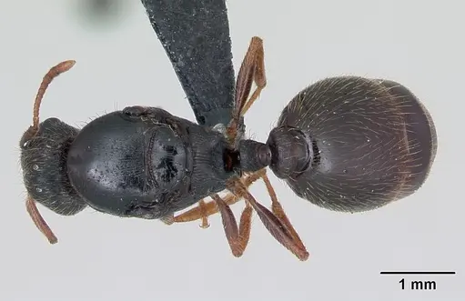 Tetramorium impurum specimen CASENT0173869 image casent0173869_1