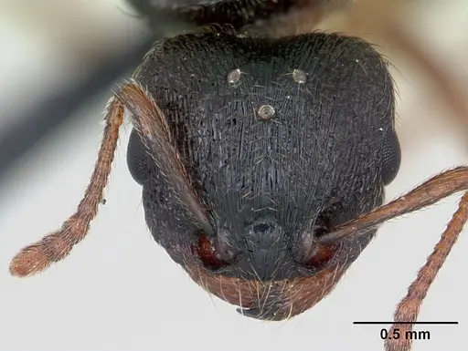 Tetramorium impurum specimen CASENT0173869 image casent0173869_2