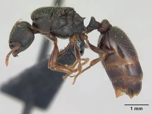 Tetramorium impurum specimen CASENT0173869 image casent0173869_3