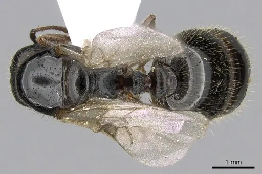 Tetramorium impurum specimen CASENT0281558 image casent0281558_1