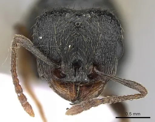 Tetramorium impurum specimen CASENT0281558 image casent0281558_2