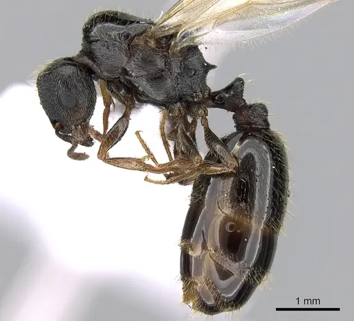 Tetramorium impurum specimen CASENT0281558 image casent0281558_3