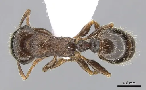 Tetramorium impurum specimen CASENT0281559 image casent0281559_1