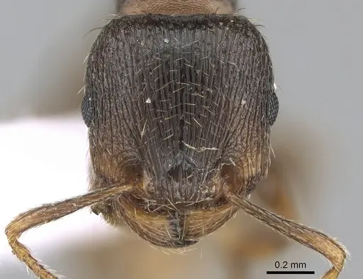 Tetramorium impurum specimen CASENT0281559 image casent0281559_2