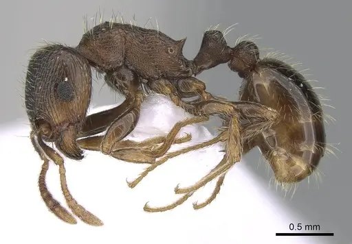 Tetramorium impurum specimen CASENT0281559 image casent0281559_3