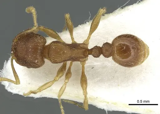 Tetramorium impurum specimen CASENT0915001 image casent0915001_1
