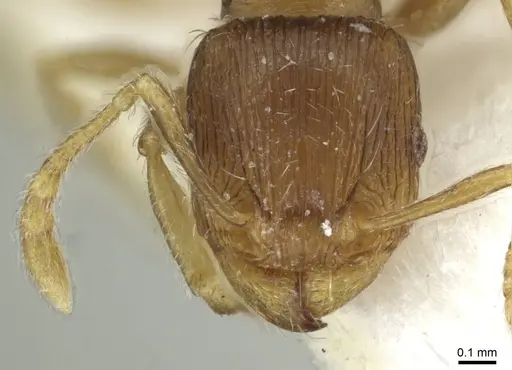 Tetramorium impurum specimen CASENT0915001 image casent0915001_2