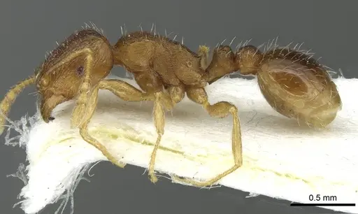 Tetramorium impurum specimen CASENT0915001 image casent0915001_3