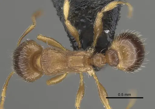 Tetramorium impurum specimen CASENT0919635 image casent0919635_1