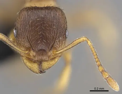 Tetramorium impurum specimen CASENT0919635 image casent0919635_2