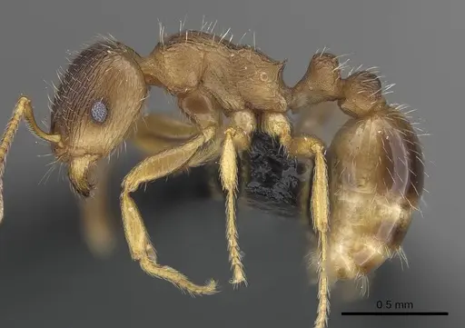 Tetramorium impurum specimen CASENT0919635 image casent0919635_3