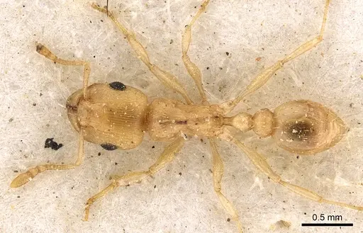 Tetramorium incruentatum specimen CASENT0901215 image casent0901215_1