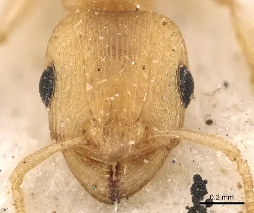Tetramorium incruentatum specimen CASENT0901215 image casent0901215_2