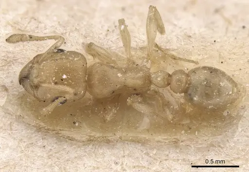 Tetramorium incruentatum specimen CASENT0915019 image casent0915019_1