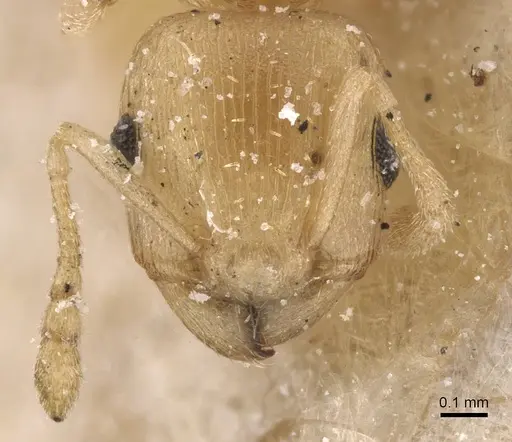 Tetramorium incruentatum specimen CASENT0915019 image casent0915019_2