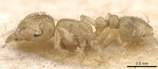 Tetramorium incruentatum specimen CASENT0915019 image casent0915019_3