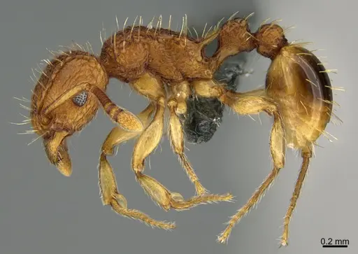 Tetramorium indicum specimen CASENT0277222 image casent0277222_1