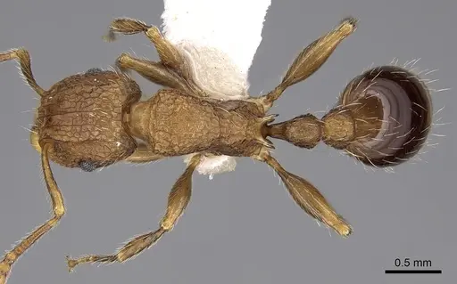 Tetramorium indicum specimen CASENT0280887 image casent0280887_1
