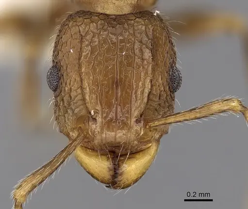 Tetramorium indicum specimen CASENT0280887 image casent0280887_2