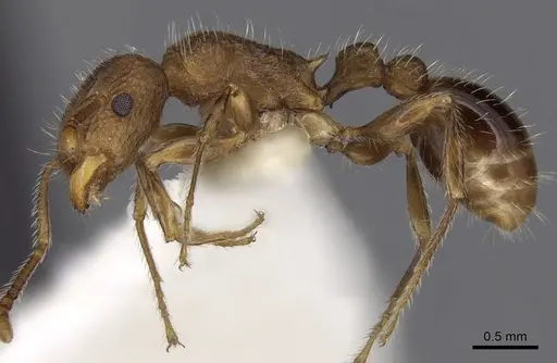 Tetramorium indicum specimen CASENT0280887 image casent0280887_3