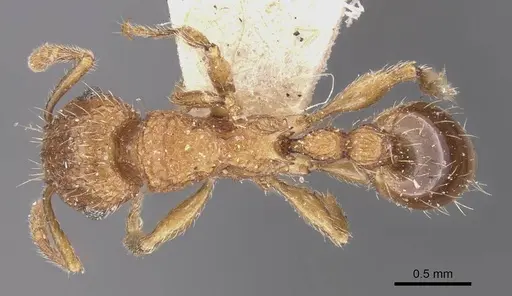 Tetramorium indicum specimen CASENT0909109 image casent0909109_1