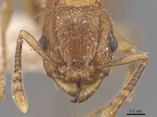 Tetramorium indicum specimen CASENT0909109 image casent0909109_2