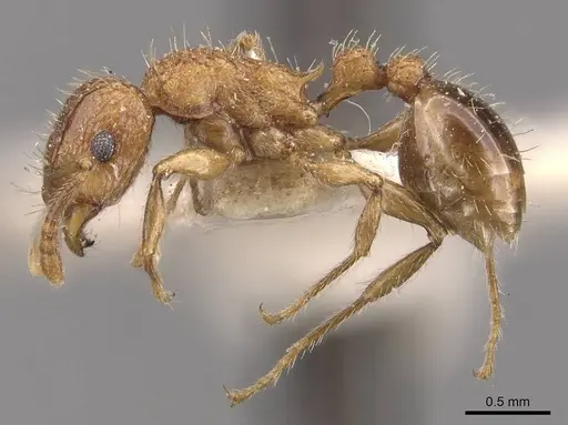 Tetramorium indicum specimen CASENT0909109 image casent0909109_3