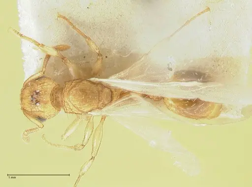 Tetramorium indicum specimen FOCOL2094 image focol2094_1