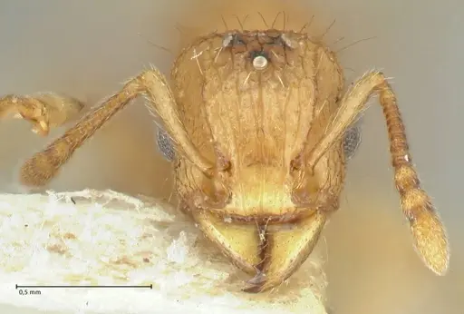Tetramorium indicum specimen FOCOL2094 image focol2094_2