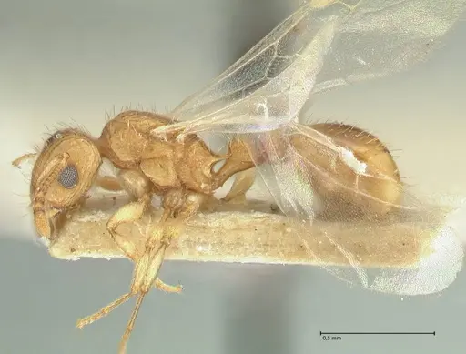 Tetramorium indicum specimen FOCOL2094 image focol2094_3