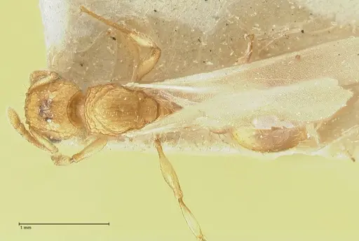 Tetramorium indicum specimen FOCOL2095 image focol2095_1