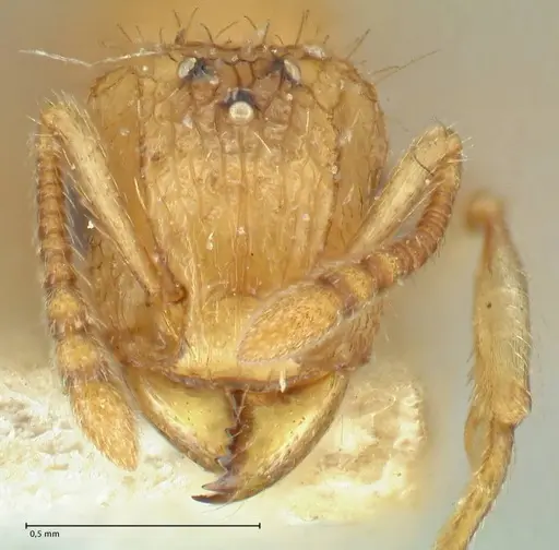 Tetramorium indicum specimen FOCOL2095 image focol2095_2