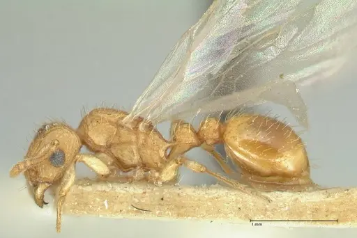 Tetramorium indicum specimen FOCOL2095 image focol2095_3