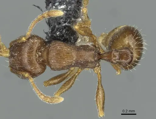 Tetramorium indocile specimen CASENT0913998 image casent0913998_1