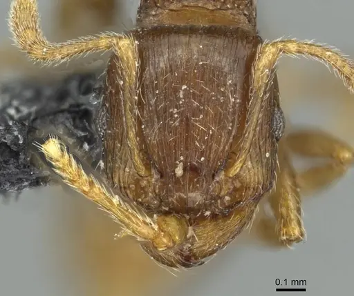 Tetramorium indocile specimen CASENT0913998 image casent0913998_2