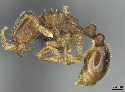 Tetramorium indocile specimen CASENT0913998 image casent0913998_3